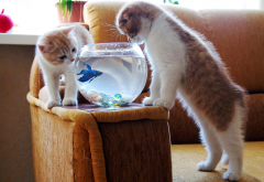 kittens, animals, cat, aquarium, fish wallpaper