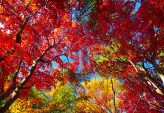 autumn, nature, tree, leaves wallpaper