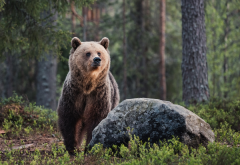 brown bear, animals, forest, bear wallpaper