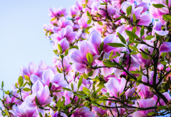 magnolia, bushes, flowers, pink, petals, leaves, nature wallpaper