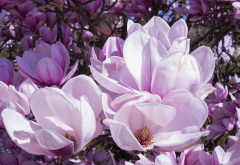 magnolia, flowers, pink, petals, nature wallpaper