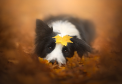 animals, dog, leaves, autumn, fall, dog, muzzle wallpaper