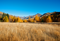 tree, mountains, clear sky, sky, field, nature, autumn wallpaper