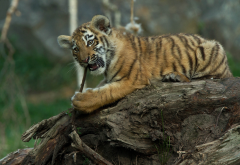 cub, snag, tiger, animals, log wallpaper