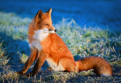 fox, tail, red fox, animals, grass wallpaper
