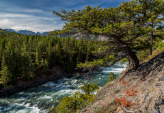 canada, river, banff, tree, nature, river wallpaper