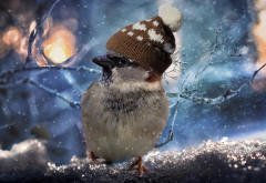 sparrow, hat, branch, snow, winter wallpaper