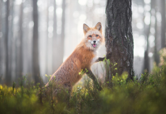 fox, animals, nature, tree, trunk wallpaper