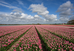 field, tulips, sky, clouds, flowers, nature wallpaper