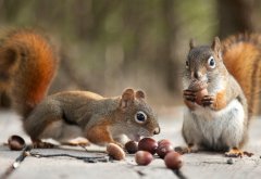 acorns, autumn, animals, squirrel wallpaper