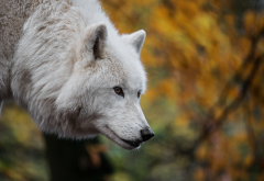 animals, predator, wolf, gray wolf wallpaper