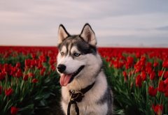 siberian husky, husky, dog, tulips, flowers, nature, animals wallpaper