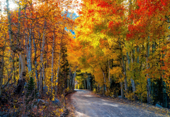 nature, autumn, forest, trees, leaves, road wallpaper