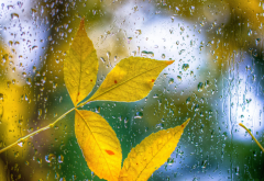 autumn, leaves, drops, glass, nature wallpaper
