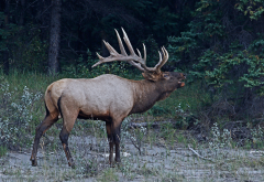 elk, animals, horns wallpaper