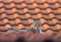 rooftop, cat, animals wallpaper