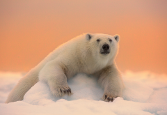 animals, bear, snow, ice, winter, sunset, polar bear wallpaper