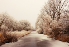 tree, snow, landscape, winter, ice wallpaper