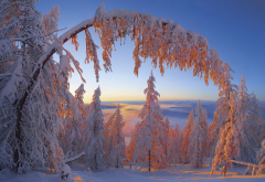 nature, landscape, yakutia, russia, winter, snow, frost, trees, spruce wallpaper