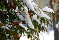 tree, branch, snow, winter, nature wallpaper