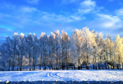 sky, trees, snow, winter, nature wallpaper