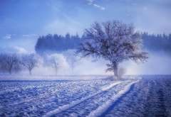 tree, snow, winter, frost, nature wallpaper