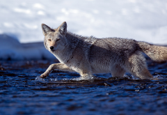 coyote, winter, river, cold, water, animals wallpaper