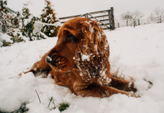 irish setter, snow, dog, animals, winter wallpaper