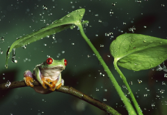 nature, animals, frog, drop, leaves, rain, macro, jungle, amphibian wallpaper