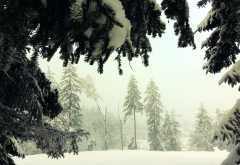 winter, snow, nature, spruce, branches wallpaper