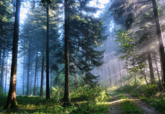 nature, forest, trees, road, sky, morning, sun rays wallpaper