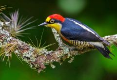 woodpecker, branch, bird, animals, brazil, yellow fronted woodpecker wallpaper