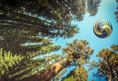 nature, trees, forest, leaves, hot air balloons, pine trees, sky, depth of field, air balloon, ballo wallpaper