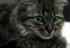 cat, animals, green eyes wallpaper