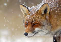 fox, predator, snow, winter, animals wallpaper