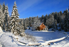 winter, snow, nature, carpathian, ukraine, forest wallpaper