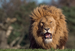 lion, predator, savannah, animals wallpaper