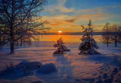 sunrise, nature, winter, snow, tree wallpaper