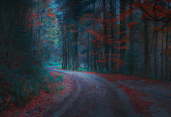 forest, road, leaves, leaf, autumn, nature wallpaper