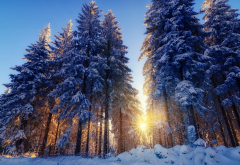 winter, nature, tree, sun, forest, snow wallpaper