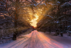 winter, road, forest, tree, snow, nature wallpaper