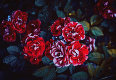 bush, nature, rose, flowers, red roses wallpaper