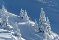 nature, winter, snow, slope, trees, fir, fir-trees wallpaper