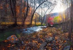 autumn, river, tree, leaf, stones, nature wallpaper