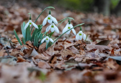 snowdrops, leaves, dry leaf, spring, flowers, nature wallpaper