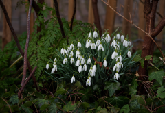 snowdrops, spring, flowers, nature wallpaper