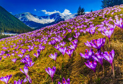 nature, landscape, spring, mountains, snow, meadow, flowers, crocuses, saffron wallpaper