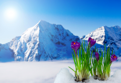 nature, landscape, spring, mountains, snow, flowers, crocuses, saffron wallpaper