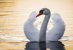 swan, pond, bird, wings wallpaper