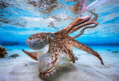 octopus, underwater, sea wallpaper